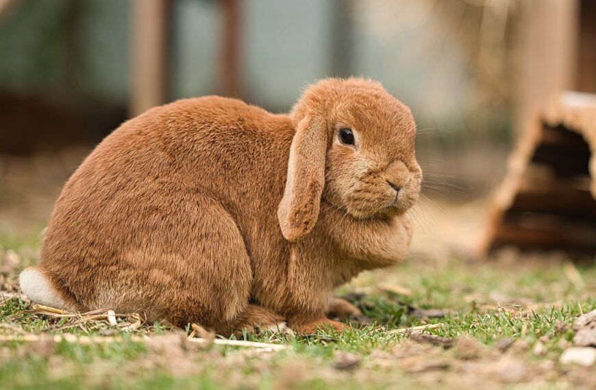 Zwergwidder Kaninchen – Alles was Du wissen wolltest