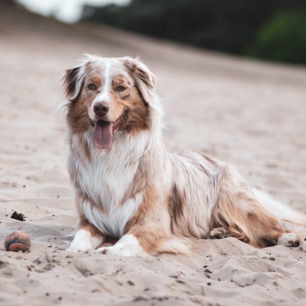 Wie der Australian Shepherd Ihre Familie ergänzen kann.