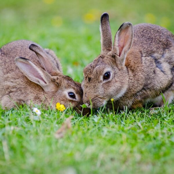 Welche Kräuter sind für Kaninchen gesund?