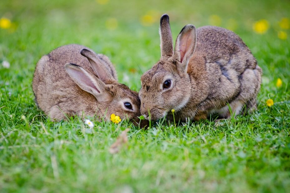 Kaninchen Kräuter