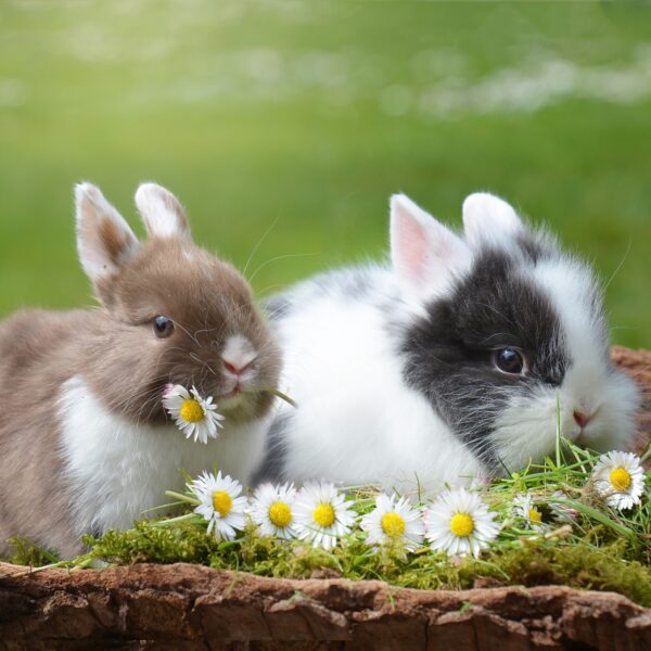 Namen für Kaninchen