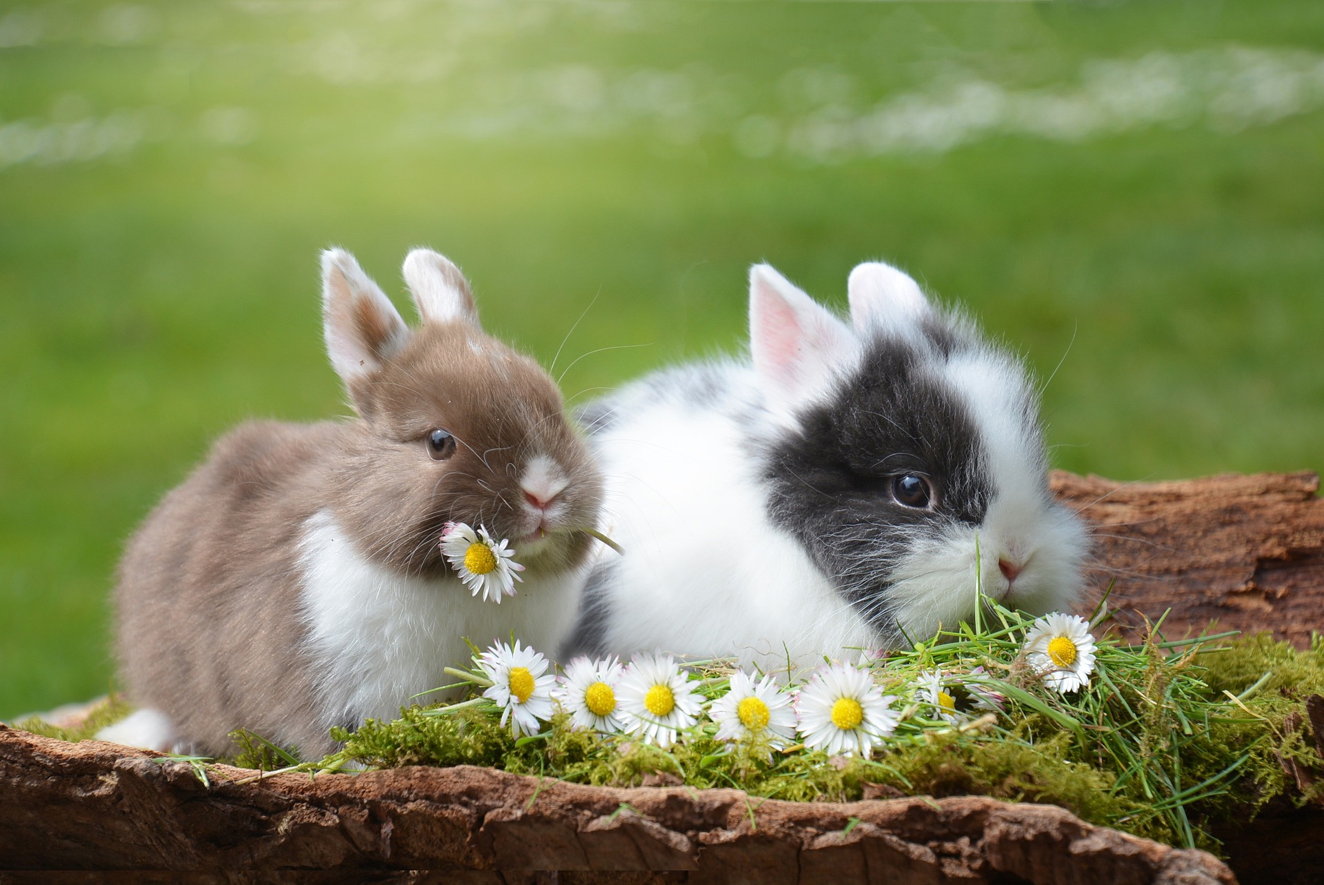Namen für Kaninchen