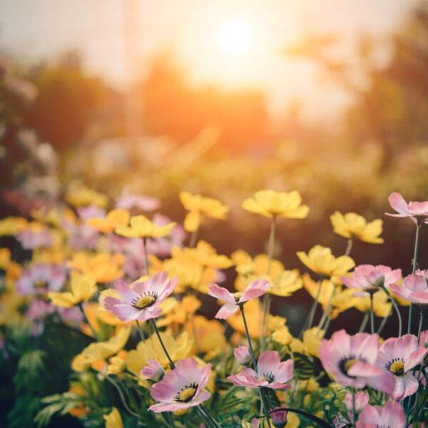 Blumen im garten - Welche passen?