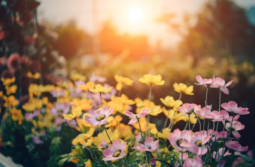 Blumen im garten - Welche passen?