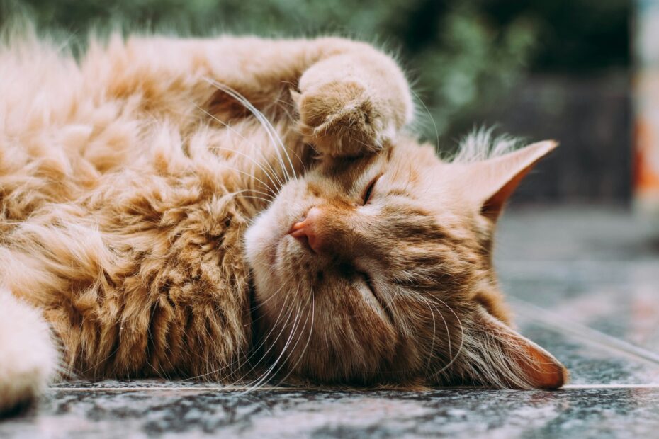 Vergleich führender Anbieter von Katzenversicherungen