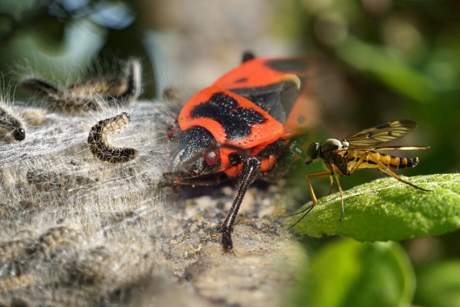 Gefährliche Insekten
