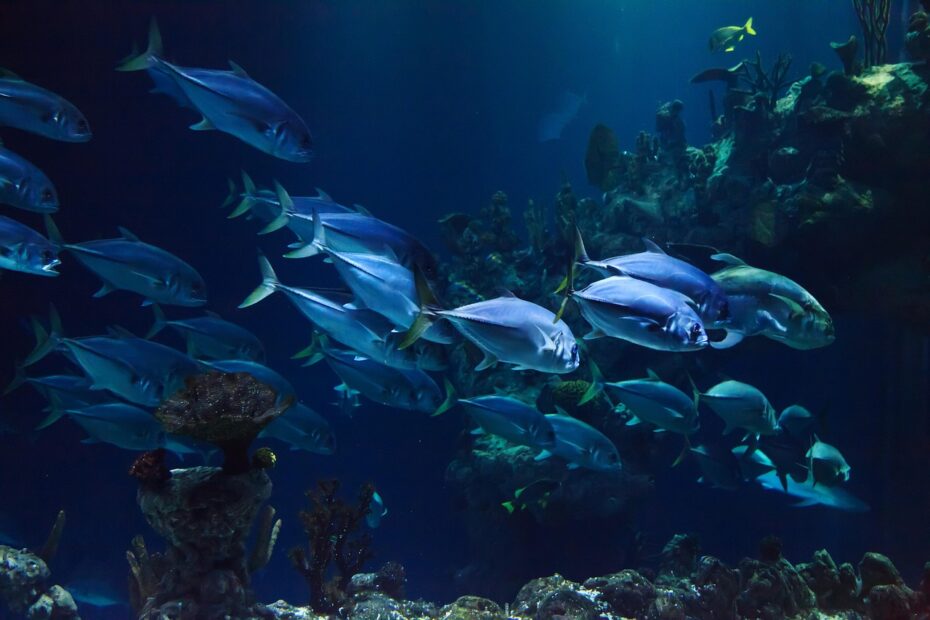 Kleine Aquarienwelten