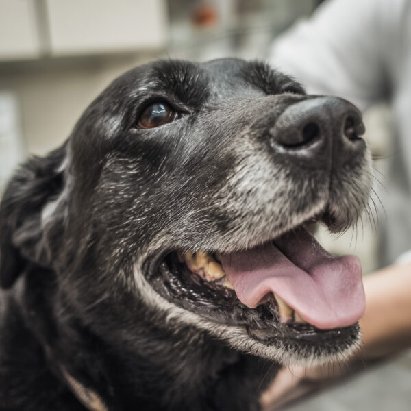 Mikrobiomanalyse Parasitenkontrolle