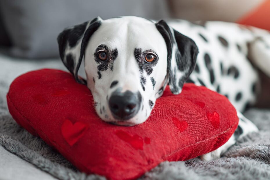 haustierfreundlichen Valentinstag