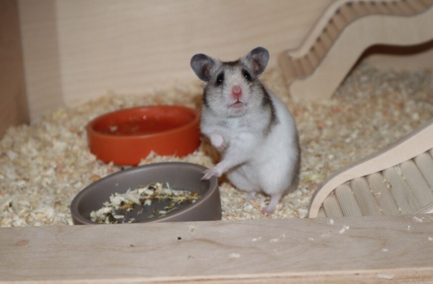 Den Hamsterstall artgerecht einrichten