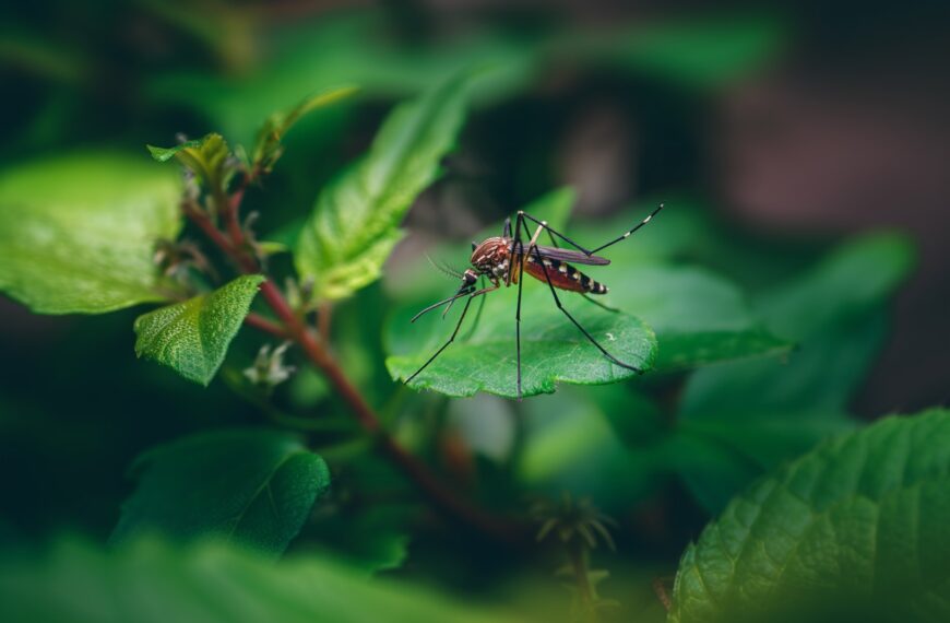 Mückenplage im Garten