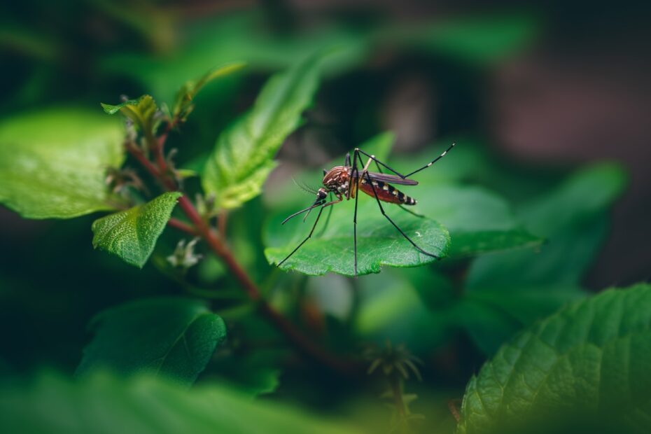 Mückenplage im Garten